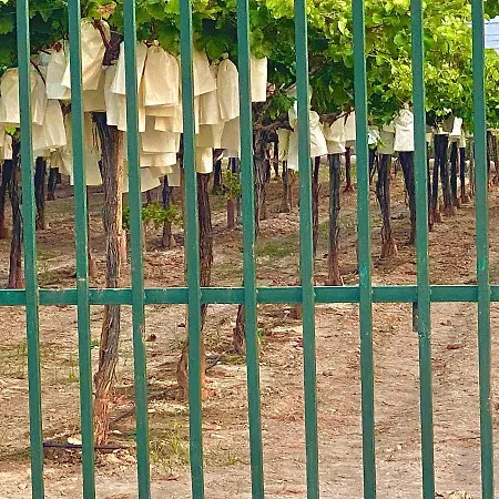 Casa Entre Vinas 4* Aspe
