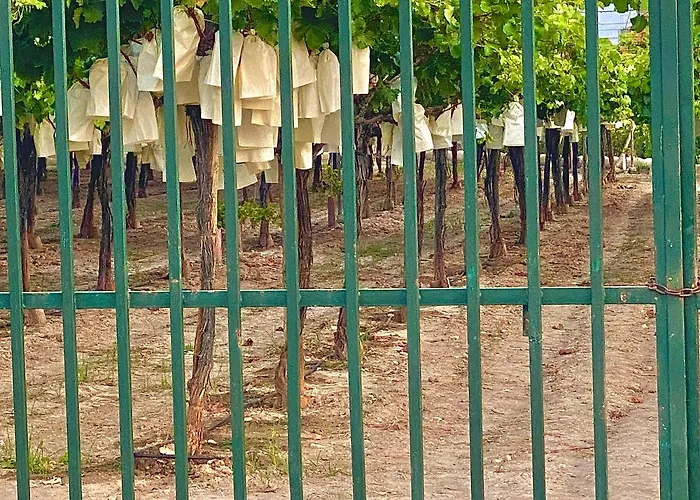 Casa Entre Vinas 4* Aspe